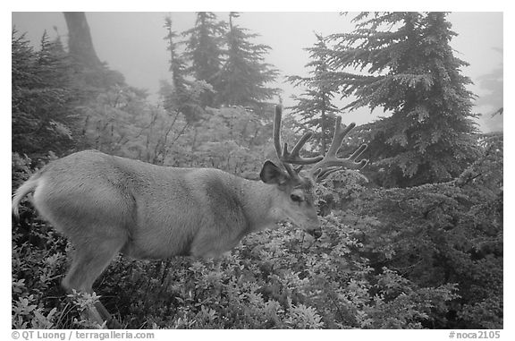 Mule deer in fog,  North Cascades National Park. Washington, USA.