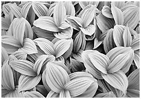 Corn lilly close-up,  North Cascades National Park. Washington, USA. (black and white)