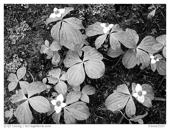 Flowers close-up,  North Cascades National Park.  (black and white)