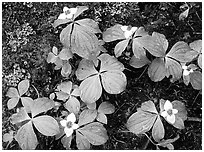 Flowers close-up,  North Cascades National Park.  ( black and white)