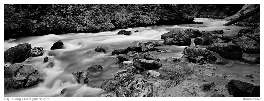 Stream in forest with colored mud. North Cascades National Park (black and white)