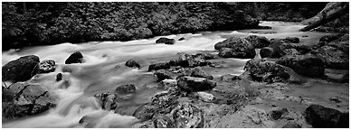 Stream in forest with colored mud, Mt. Baker/Snoqualmie National forest. Washington (Panoramic black and white)