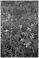 Wildflowers in bloom amidst ferns in autumn color, North Cascades National Park.  ( black and white)