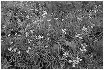Wildflowers blooming in early autumn, North Cascades National Park. Washington, USA. (black and white)