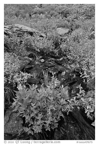 Wildflowers and stream, North Cascades National Park. Washington, USA.