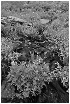 Wildflowers and stream, North Cascades National Park.  ( black and white)