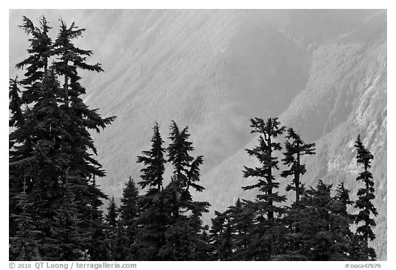 Conifers and hazy forested slope, North Cascades National Park. Washington, USA.