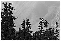 Conifers and hazy forested slope, North Cascades National Park. Washington, USA. (black and white)