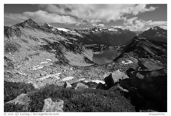 Berry plants in fall color above Hidden Lake, North Cascades National Park.  (black and white)