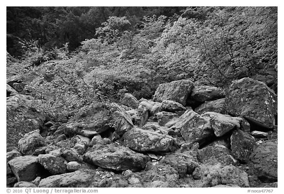 Mossy boulders and vine mapples in fall autumn color, North Cascades National Park.  (black and white)