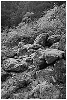 Rocks with green moss, autumn foliage, North Cascades National Park. Washington, USA. (black and white)