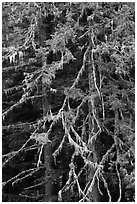 Fir and lichen, North Cascades National Park.  ( black and white)