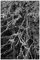 Fir and lichen, North Cascades National Park.  ( black and white)