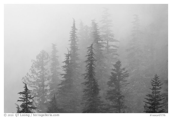 Firs in fog, North Cascades National Park. Washington, USA.