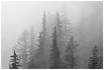 Firs in fog, North Cascades National Park.  ( black and white)