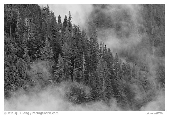 Tree ridge and fog, North Cascades National Park.  (black and white)