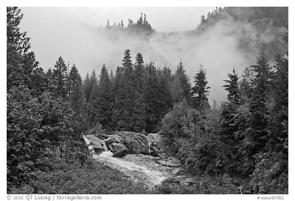 Stream, trees, and fog, North Cascades National Park.  (black and white)
