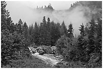 Stream, trees, and fog, North Cascades National Park. Washington, USA. (black and white)