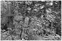 Mixed forest with autumn colors, North Cascades National Park.  ( black and white)