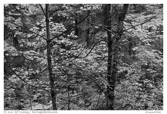 Mixed trees with fall colors, North Cascades National Park.  (black and white)