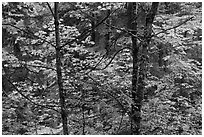 Mixed trees with fall colors, North Cascades National Park.  ( black and white)