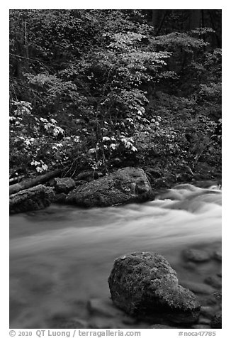 Maple tree and boulder, North Fork of the Cascade River, North Cascades National Park.  (black and white)