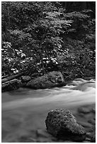 Maple tree and boulder, North Fork of the Cascade River, North Cascades National Park.  ( black and white)