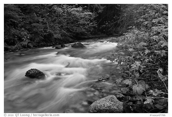 North Fork of the Cascade River in autumn, North Cascades National Park.  (black and white)