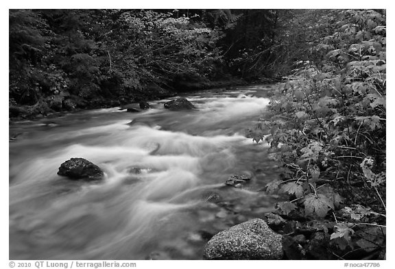 North Fork of the Cascade River in autumn, North Cascades National Park. Washington, USA.