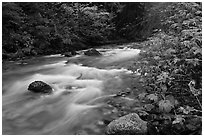 North Fork of the Cascade River in autumn, North Cascades National Park. Washington, USA. (black and white)