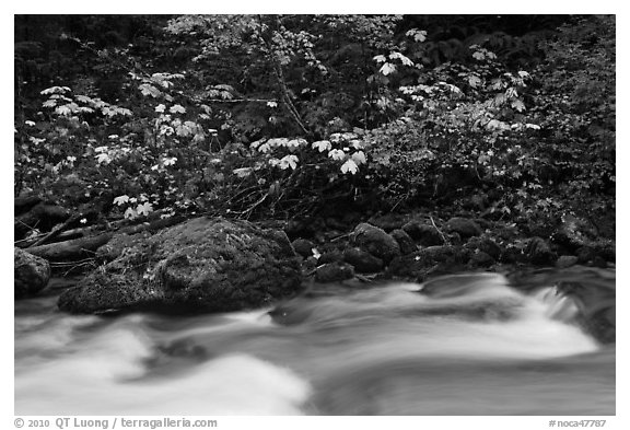 Maple tree in fall foliage next to Cascade River, North Cascades National Park.  (black and white)