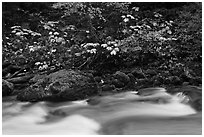 Maple tree in fall foliage next to Cascade River, North Cascades National Park.  ( black and white)