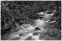 North Fork of the Cascade River from above, North Cascades National Park.  ( black and white)