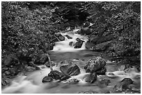 Sibley Creek, Mount Baker Snoqualmie National Forest. Washington (black and white)