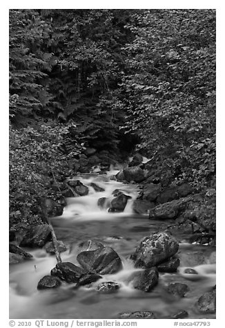 Creek cascading over boulders, Mount Baker Snoqualmie National Forest. Washington