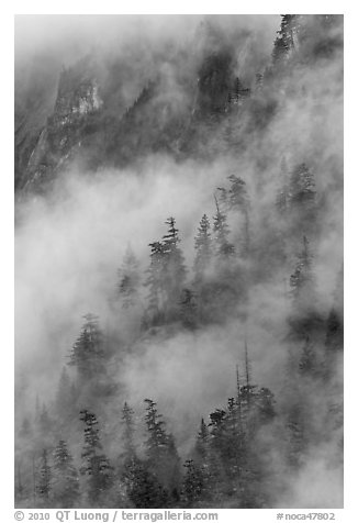 Hillside trees in fog, North Cascades National Park. Washington, USA.