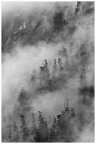 Hillside trees in fog, North Cascades National Park. Washington, USA. (black and white)