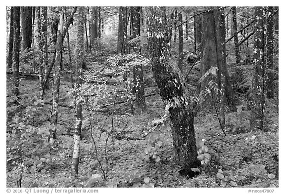 Mossy rainforest floor, North Cascades National Park Service Complex.  (black and white)