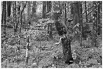 Mossy rainforest floor, North Cascades National Park Service Complex. Washington, USA. (black and white)