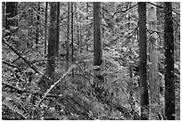 Old-growth forest of hemlock, cedar, and spruce, North Cascades National Park Service Complex. Washington, USA. (black and white)