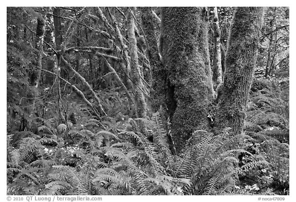 Ferns and moss-covered trunks, North Cascades National Park Service Complex. Washington, USA.