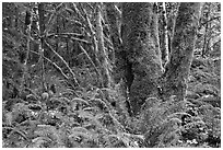 Ferns and moss-covered trunks, North Cascades National Park Service Complex. Washington, USA. (black and white)
