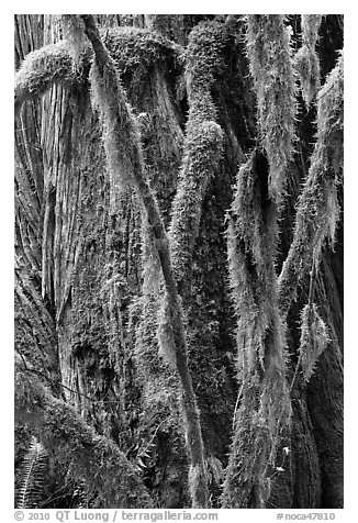 Branches covered with mosses and trunk, North Cascades National Park Service Complex.  (black and white)
