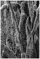 Branches covered with mosses and trunk, North Cascades National Park Service Complex. Washington, USA. (black and white)