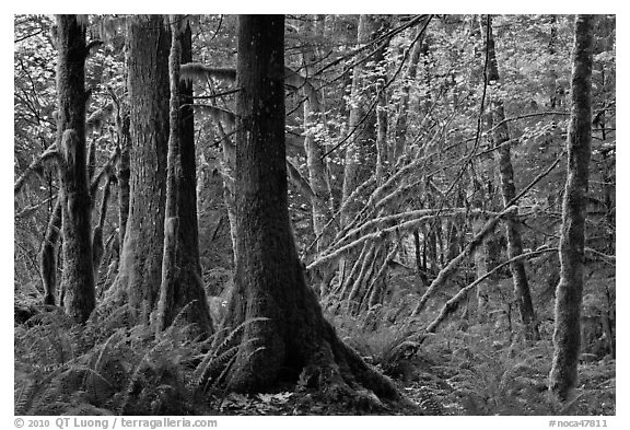 Primeval rainforest, North Cascades National Park Service Complex.  (black and white)