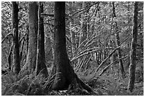 Primeval rainforest, North Cascades National Park Service Complex. Washington, USA. (black and white)