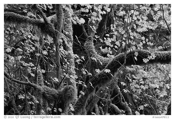 Maple and moss-covered tree trunks, North Cascades National Park Service Complex. Washington, USA.