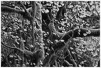 Maple and moss-covered tree trunks, North Cascades National Park Service Complex. Washington, USA. (black and white)