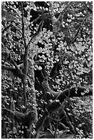 Maple leaves in dark rainforest, North Cascades National Park Service Complex. Washington, USA. (black and white)