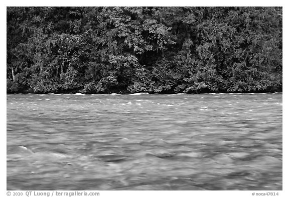Skagit River during the fall salmon run, North Cascades National Park Service Complex.  (black and white)